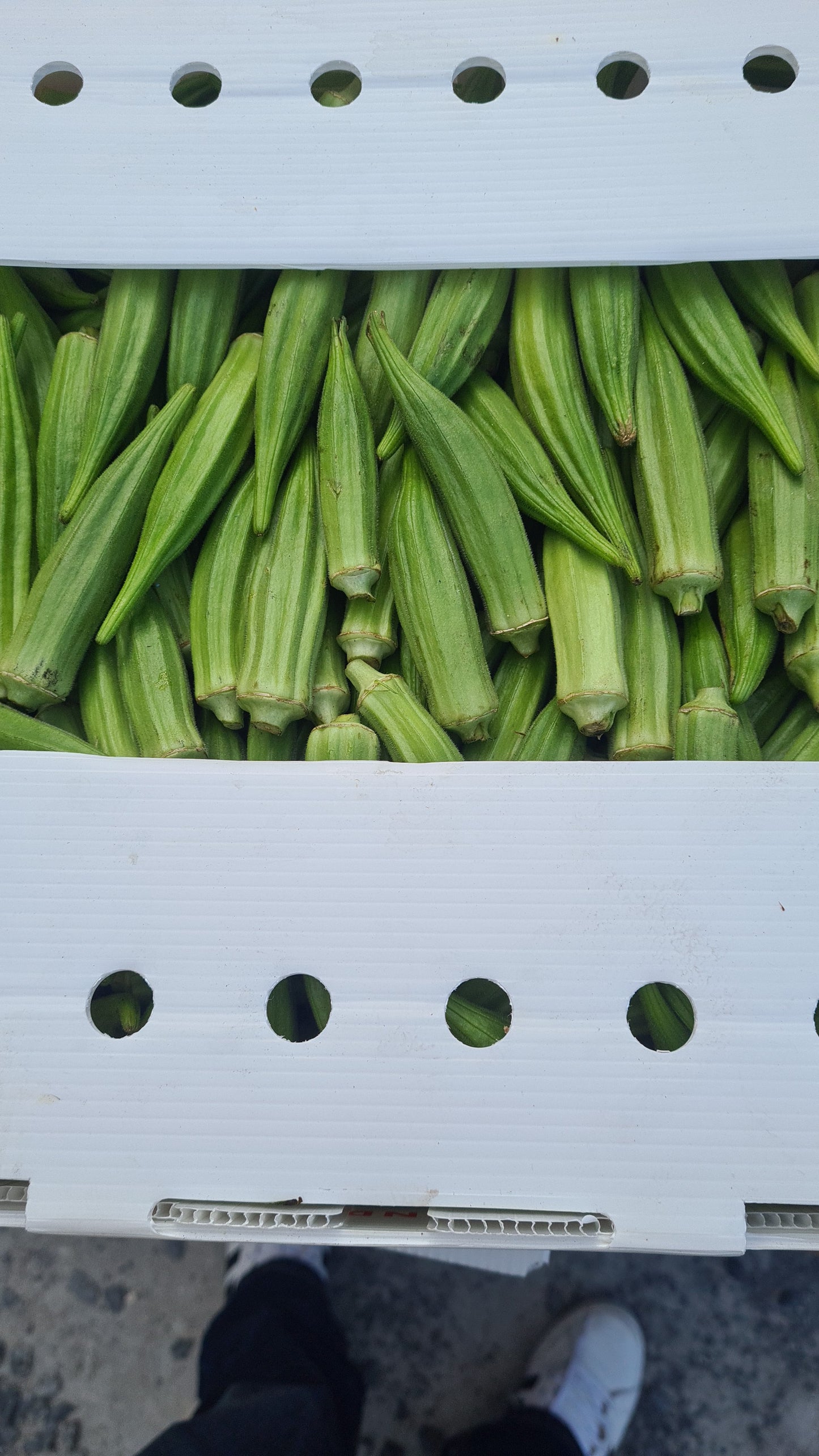 Fresh Whole Okra