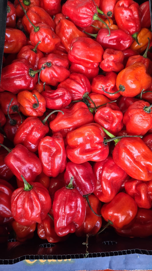 Fresh Red Habanero Chili Peppers Hot and spicy with vitamin C and potassium